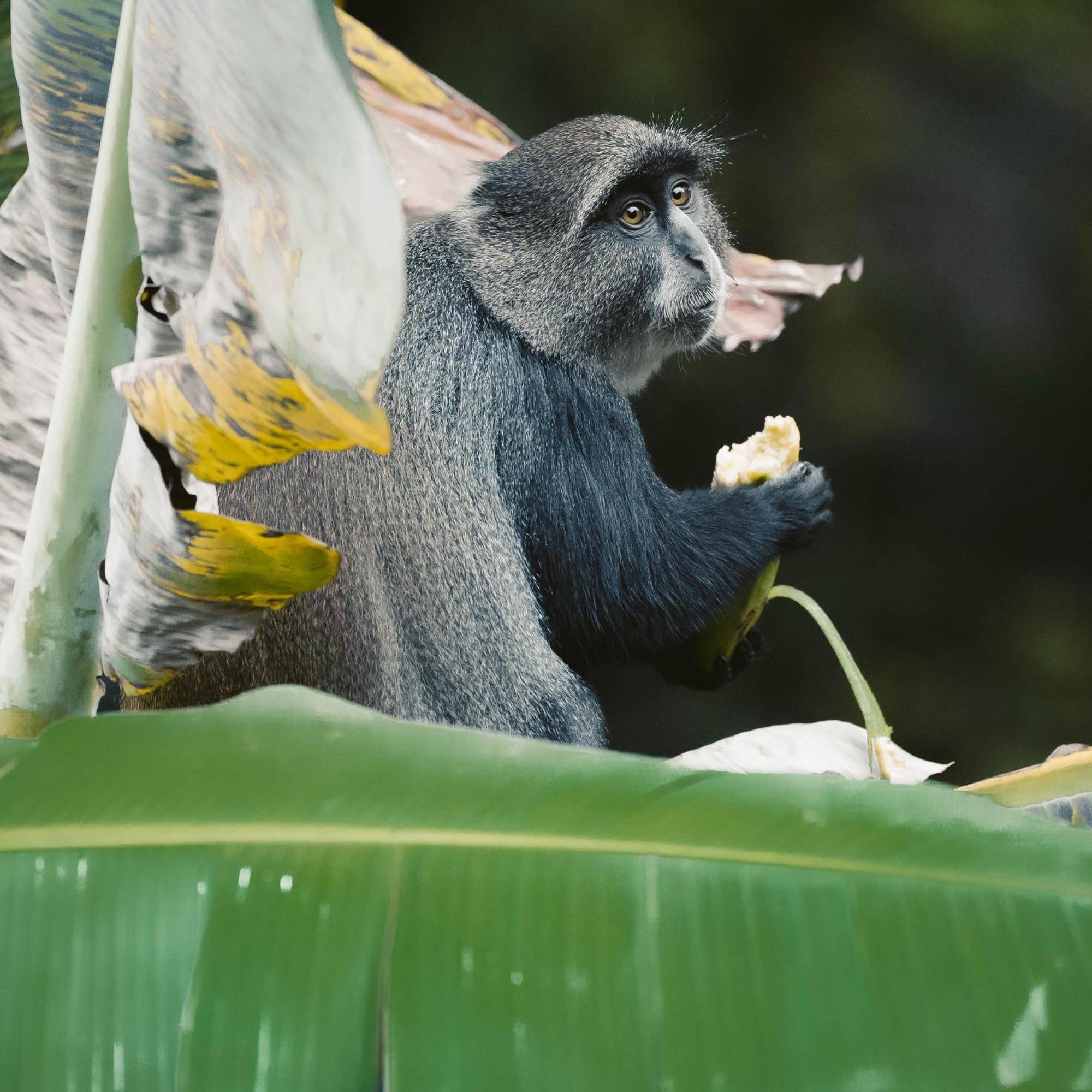 Aishi Machame Villa Moshi Eksteriør billede