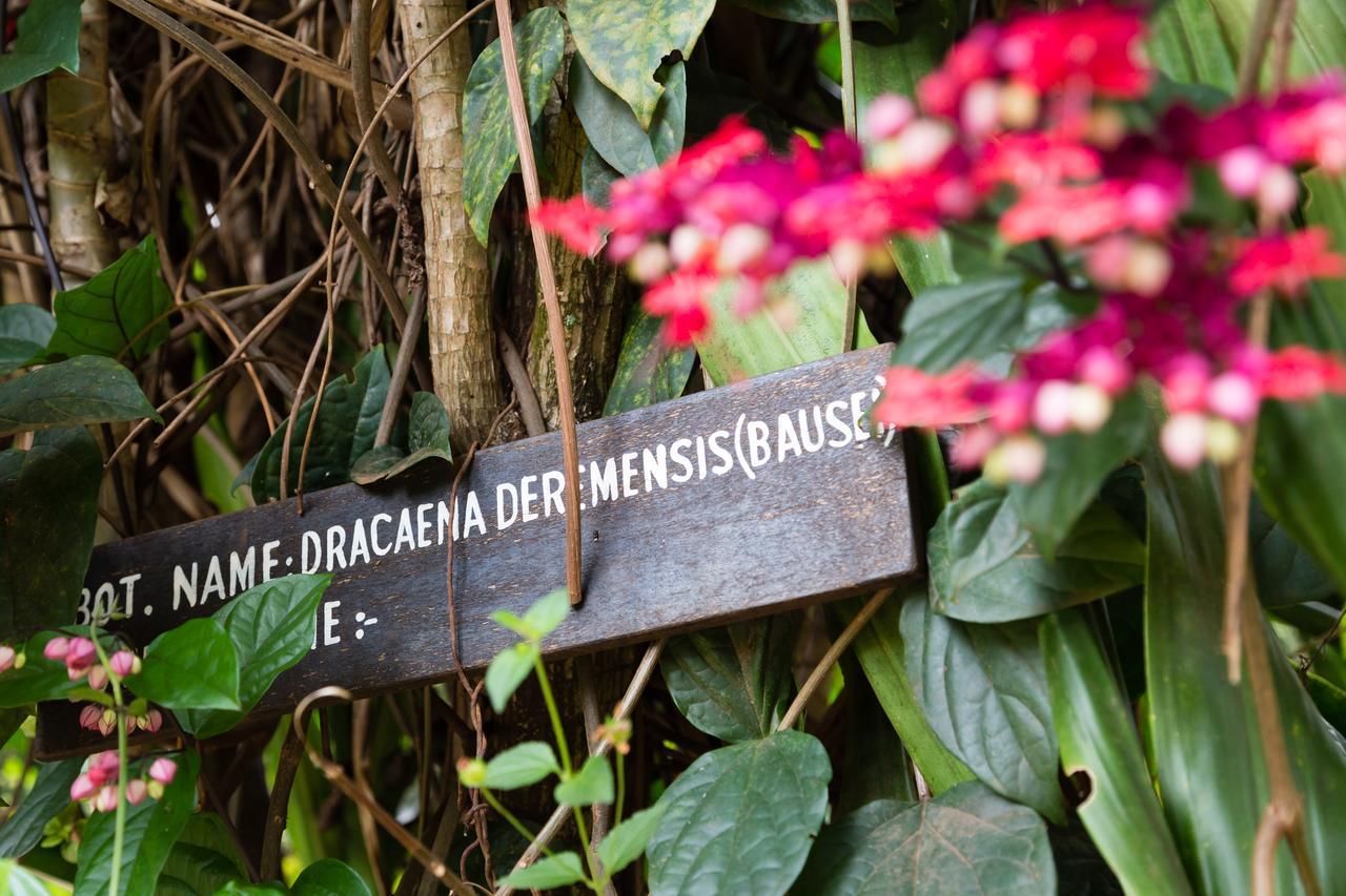 Aishi Machame Villa Moshi Eksteriør billede